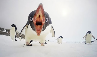 Jugar con el pingüino